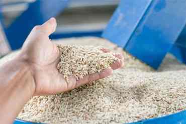 rice processing industry